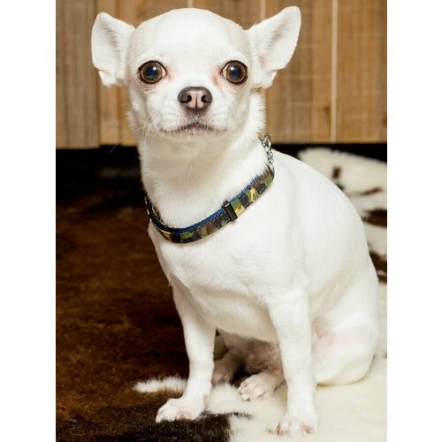 ���� ������������ ������� ������� Japan Premium Pet � �������� ���������� � ����� ��� ����� � ����� �������� ��������, ������ ������