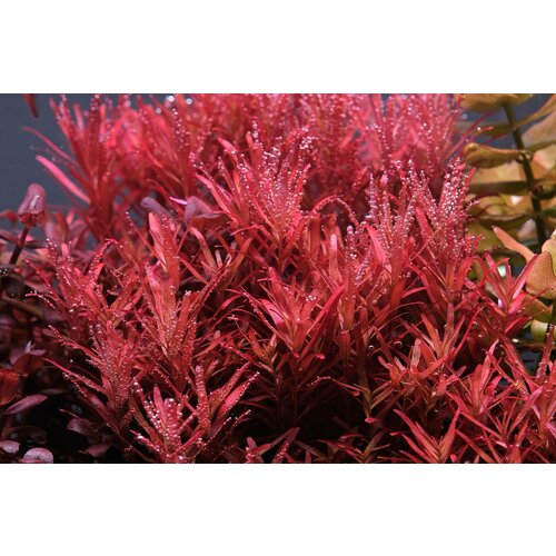 ���� �������� ����������� ����� ������ ������ (Rotala Reddish) 2 ����� �� 10-15 ��, ������ ������