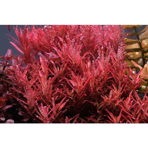       (Rotala Reddish) 2   10-15    -     , -  