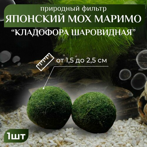 ���� ��������� (1 ��, 1,5-2,5 ��) (Aegagropila linnaei) (����� ��������� ��� ���������)., ������ ������