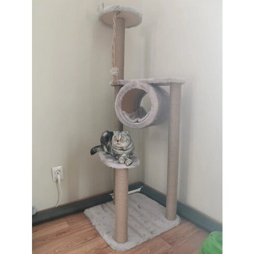 ���� ������� �������� � �������� � ��������� �� ���� , ��� ����� , ������ 130 �� , ���� ������� ��� �����, ������ ������