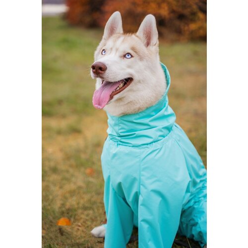 ���� �������� ��� ������� �����, ���� 