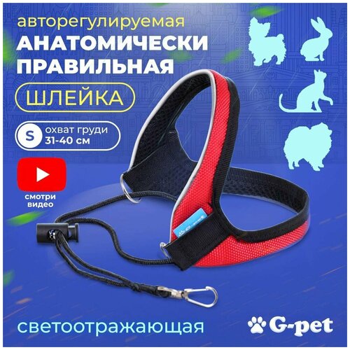          5  G-pet  - S (31-40 )         -     , -  