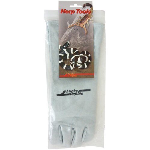 ���� �������� �������� ������� �� ����� ���� LUCKY REPTILE 