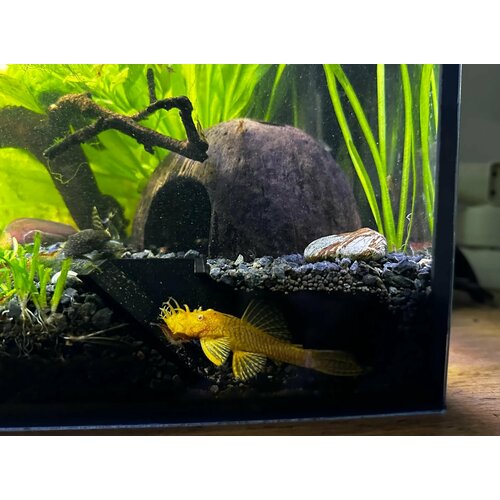 ���� ����� ��� �����, ������ ������