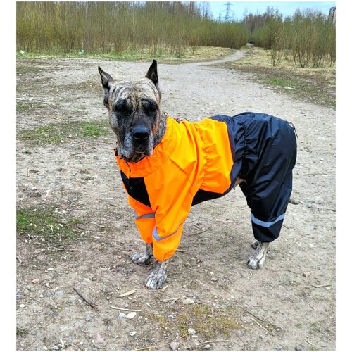 ���� ���������� �������� ��� ����� ������� ����� � ������������ ������� 70-80�� ��������� / ������, ������ ������