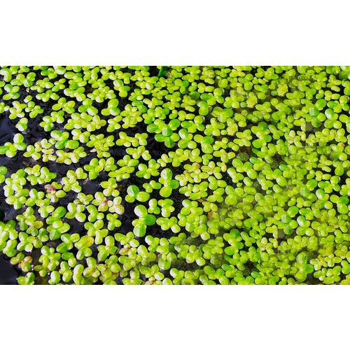 ���� ����� ����������� �������� ����� ������� �����, ������ ������