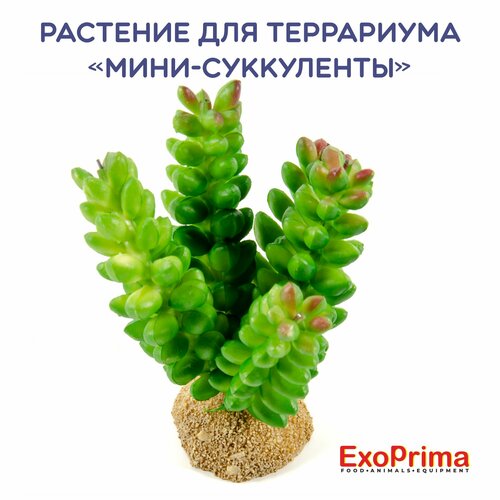     EXOPRIMA 