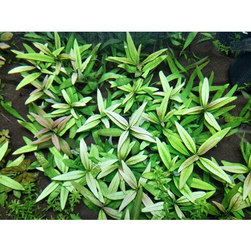       (Hygrophila angustifolia) 2   10-15   -     , -  