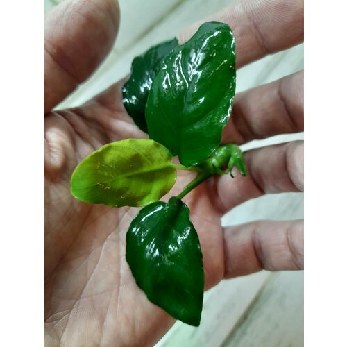       (Anubias barteri)   -     , -  