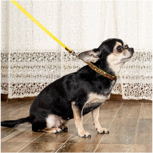     Japan Premium Pet      ,  2S   -     , -,   