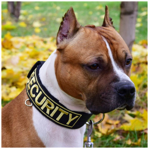 ���� ������� � �������� ��� ����� DOGTON. �������� ��� �������� � �����������. ������� ���������. ������ ��� 43-57 ��., ������ ������