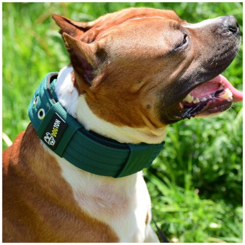 ���� ������� ��� ����� DOGTON. ������ 5.5 ��. ������ ������. ������� ��������. ������� ���������., ������ ������