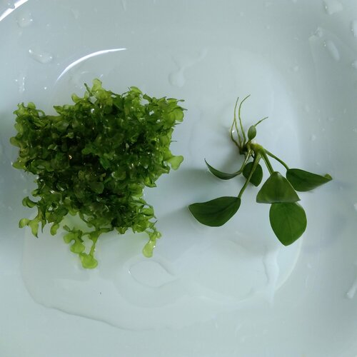 ���� �������� ��� ��������� �����, ������ ������