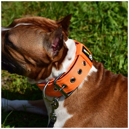 ���� �������� ������� ��� ����� DOGTON. ������� ������� 5.5 ��. ������ ������. ������� ��������. ������� ���������., ������ ������