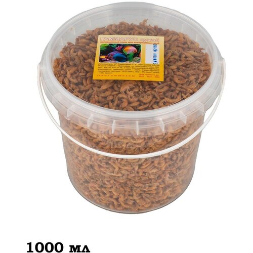 ���� �������� �������, ����������, ����� - ����������� ���� ��� ��� � �������� 100��., ������ ������