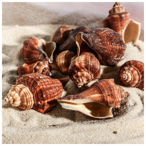 ���� ����� �������, 5 - 7 ��, 100 �, ������ ������