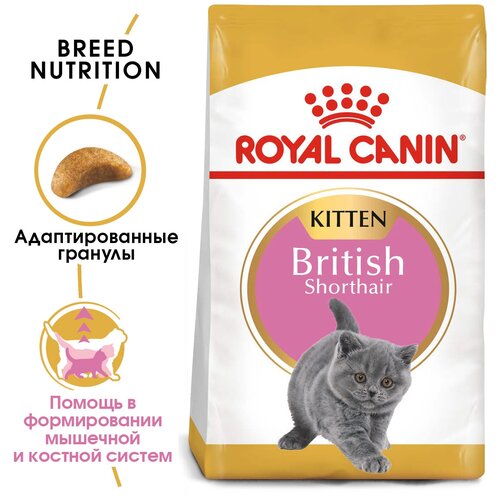  ROYAL CANIN Kitten British Shorthair 34 10         4-  12- .,      -     , -,   
