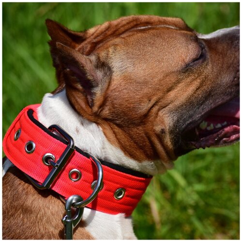 ���� ������� ��� ����� DOGTON. ������� ������� 5.5 ��. ������� ���������. ������� ���������., ������ ������