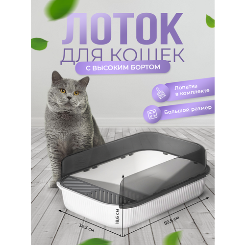 ���� ������� ����� ��� ����� � ���������, ������� ������ � ������. ���� �����., ������ ������