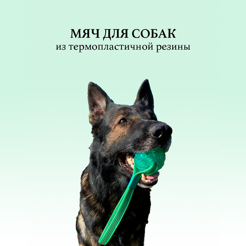 ���� ��� ��� ����� BITEFORCE, �������, ����������� 7 �� �� ������������� �����/��������/��� ������ �����, ������ ������