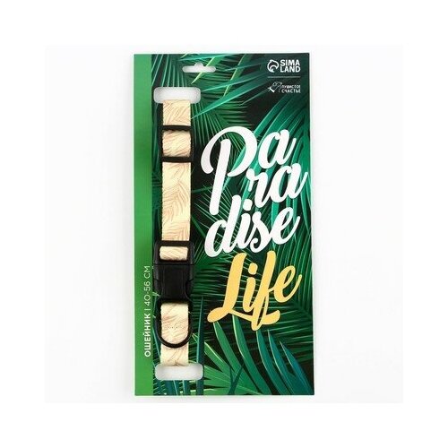   Paradise life, ,  - , 2.5 , 40-55 ,     -     , -,   