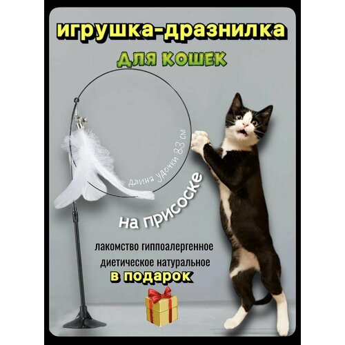 ���� ������ �������������, ��������� �� �������� �����, ������ ������