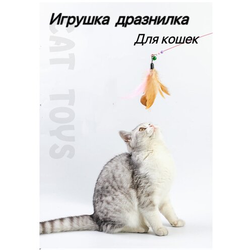 ���� ������-��������� ��� ����� � �������, ������ ������