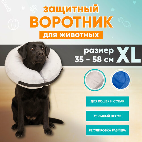         Mr Dog, XL   -     , -  