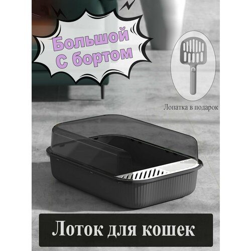 ���� ����� ��� ����� � ����� � ������� � ��������, ������ ������