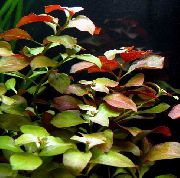 赤  忍び寄るチョウジタデ属、狭い葉チョウジタデ属 (Ludwigia repens) フォト