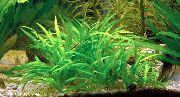 Echinodorus Latifolius Vert Plante