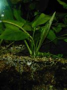 Зелений  Ехінодорус Лопатолістний (Ехінодорус Широколистий ... (Echinodorus palaefolius) фото