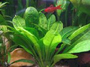 aquarium plant Black Amazon Sword Echinodorus parviflorus 