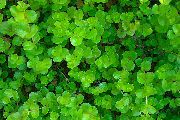 Vihreä  Kultainen Moneywort (Lysimachia nummularia) kuva