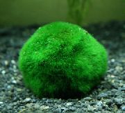 Grün  Japanese Moos Ball (Cladophora aegagropila, Aegagropila sauteri, Cladophora sauteri) foto