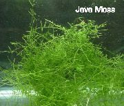 aquarium plant Java moss Vesicularia dubyana 