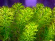 緑色  ブラジルノコギリソウ (Myriophyllum brasiliense, Myriophyllum aquaticum) フォト