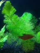 Зелений  Роголістник Світло-Зелений (Ceratophyllum submersum) фото