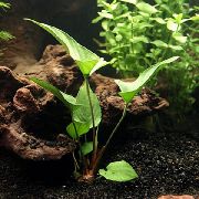 аквариумные растения Анубиас грациозный  для аквариума 