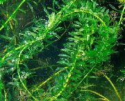 žalias  Milžinas Elodėja, Plūdė (Elodea densa) nuotrauka