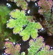 緑色  妖精の苔のアカウキクサ (Azolla caroliniana) フォト