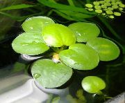 Limnobium Stoloniferum žalias augalas