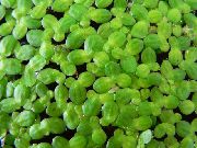 Общата Водна Леща, Малка Водна Леща Зелен Растение