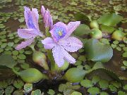 zaļš  Ūdens Hiacintes (Eichhornia crassipes) foto