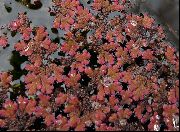 Röd  Vatten Ormbunke (Azolla filiculoides) foto