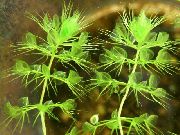 žalias  Waterwheel Augalų (Aldrovanda vesiculosa) nuotrauka