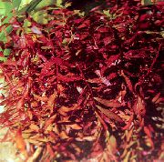 červená  Ammannia Senegalensis  fotografie