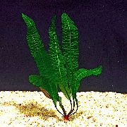 grønn  Bubbleleaf Laceplant (Aponogeton boivinianus) bilde