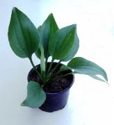 Echinodorus Gabrielii Verde Planta